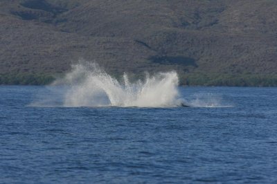 Humpback Whale Breach Sequence