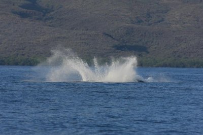 Humpback Whale Breach Sequence