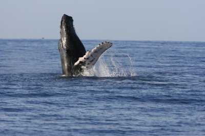 Humpback Whale Breach Sequence