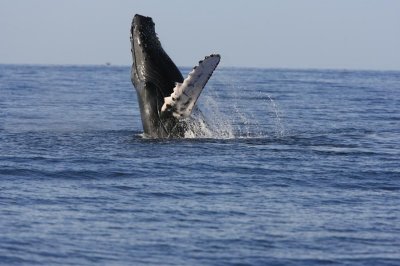 Humpback Whale Breach Sequence