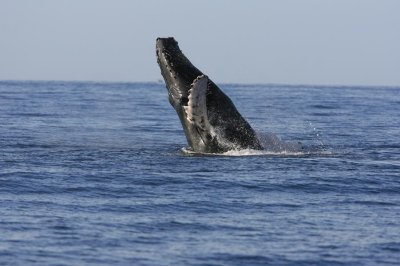 Humpback Whale Breach Sequence