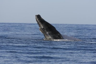 Humpback Whale Breach Sequence