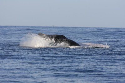 Humpback Whale Breach Sequence