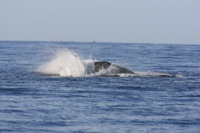 Humpback Whale Breach Sequence