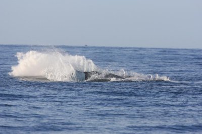 Humpback Whale Breach Sequence