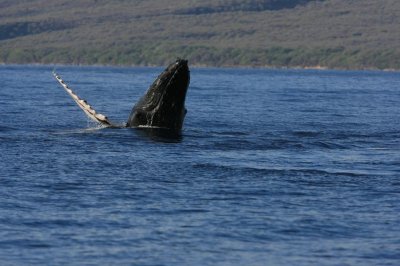 Humpback Whale Breach Sequence