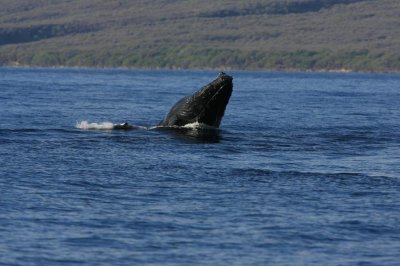 Humpback Whale Breach Sequence