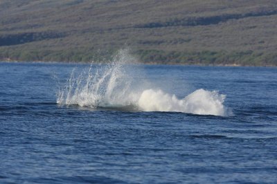 Humpback Whale Breach Sequence