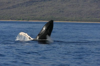 Humpback Whale Breach Sequence