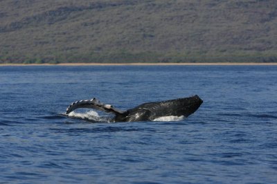 Humpback Whale Breach Sequence