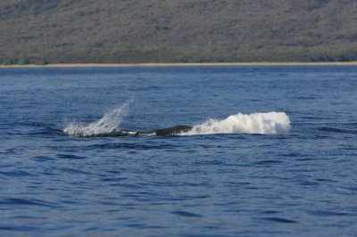 Humpback Whale Breach Sequence