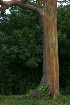 Rainbow Eucalyptus Trees