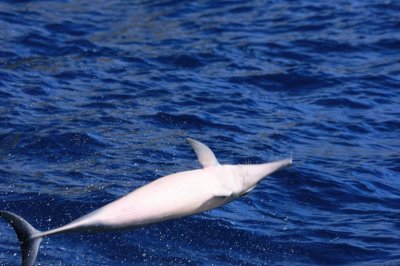 Hawaiian Spinner Dolphin