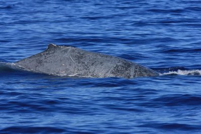 Unusual Gray Humpback (not a calf)