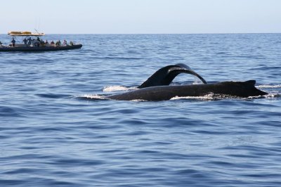 Humpback Whales