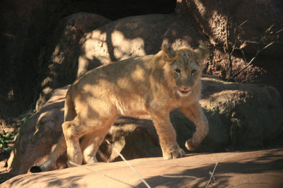 9 month old African Lion cub