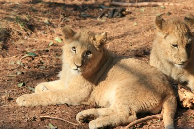 9 month old African Lion cubs