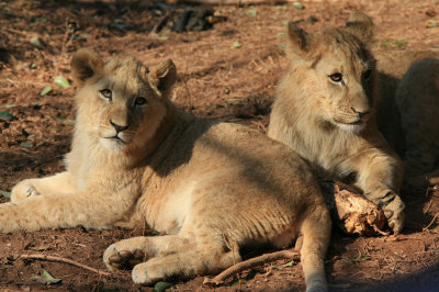 9 month old African Lion cubs