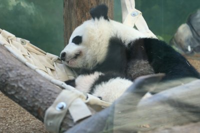 Ang - Lun Lun - 12 year old female and new cub Xi Lan