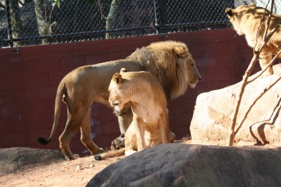 Ang - African Lions