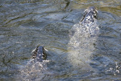 Harbor Seals feeding on Salmon run in Ketchikan, AK