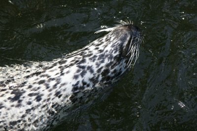 Harbor Seals feeding on Salmon run in Ketchikan, AK