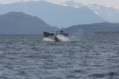Whale watching with Orca Enterprises in Juneau, AK