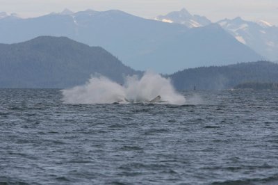 Whale watching with Orca Enterprises in Juneau, AK