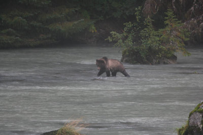Brown Bear fishing in Haines, AK