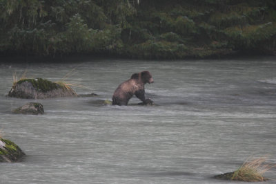 Brown Bear fishing in Haines, AK