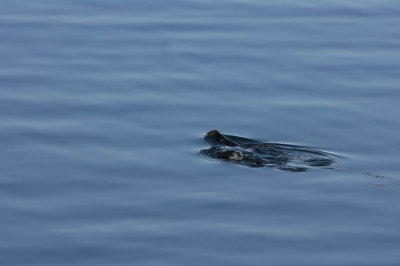 Sea Otter - College Fjord, AK