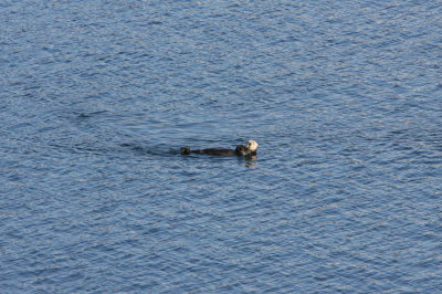 Sea Otters in College Fjord, AK