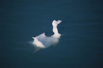 Swan shaped ice in College Fjord, AK