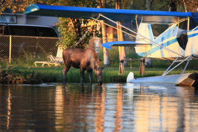 Moose at Lake Hood Inn - Anchorage