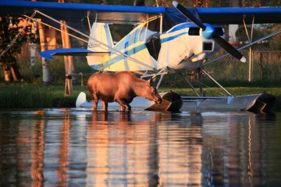 Moose at Lake Hood Inn - Anchorage