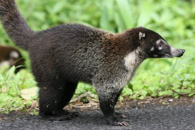 Coatimundi