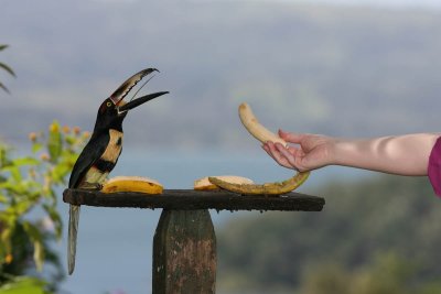 Angela feeding an Aracari bananas