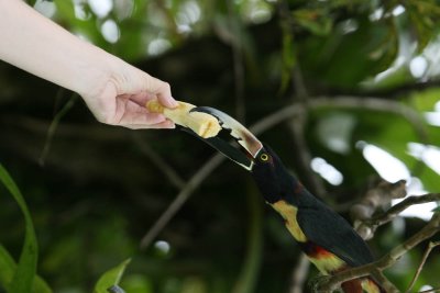 Angela feeding Aracaris bananas