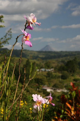 Orchids & Volcano