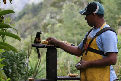 Lucas feeding an Aracari