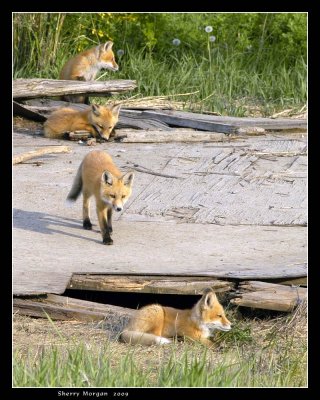 Fox Pups