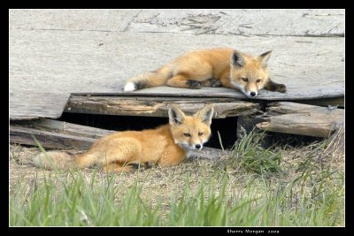 Fox Pups