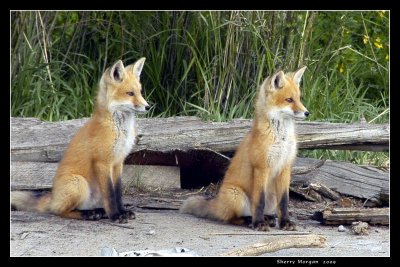 Fox Pups