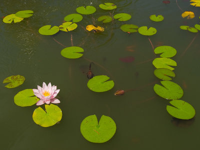 Estanque / Pond