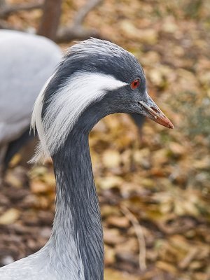 Alguna grulla