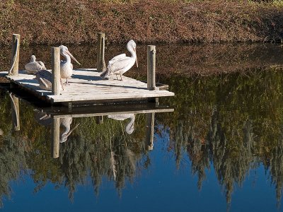 Pelicanos