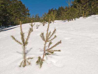 Pequeños pinos / Small pines