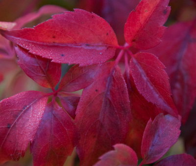 Boston Ivy