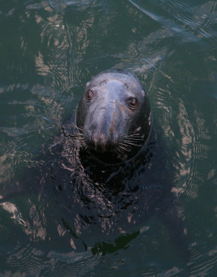 Hungry Seal...