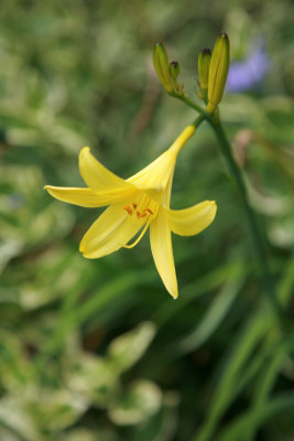 Daylily - first this summer